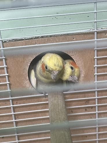 Tutuquşları: Hazır cüt tam sağlam korellalar, birdəfə bala alınıb, indi yuva — 3