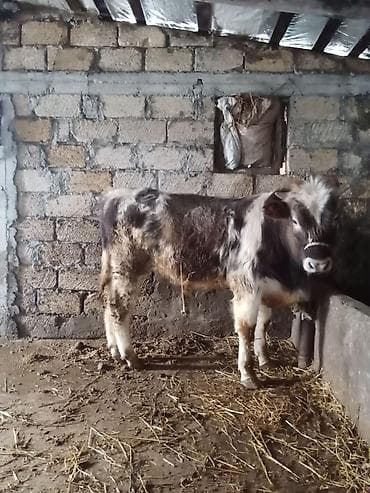 Птицы: Теленок, Самец, месяцев: 8, Для разведения — 2