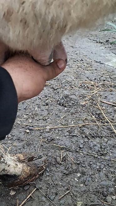 Inəklər, öküzlər: Dişi, il: 9, Damazlıq, Ünvandan götürmə — 5