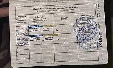 pudil iti satilir: Pudel, Erkek, Sənədli — 5