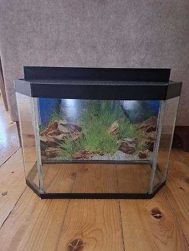 Akvaryum – panoramik dizaynlı, şüşə korpuslu - Ön hissəsi