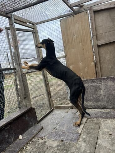 it adlari disi: Tazı erkəydi 1 yas yarım sonu 50 azn it bakıdadı — 1