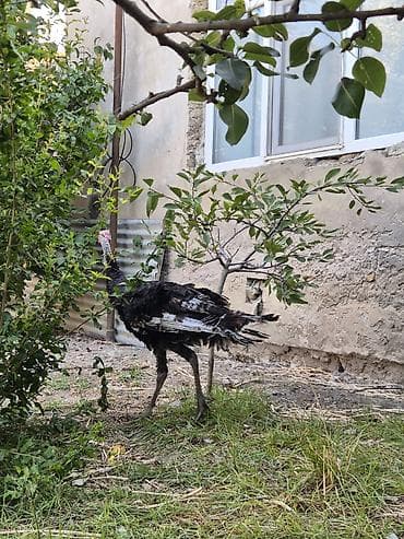 danisan qus: Erkək, Kanada, Damazlıq, Ödənişli çatdırılma — 7