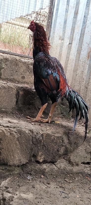 Gəmiricilər: Toyuq, Damazlıq — 5