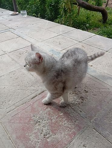 akula sekilleri: Dişi, Yaxşı əllərə, Ünvandan götürmə — 4