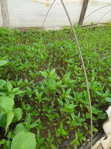 1 tonluq bak: Salam şitillərimiz cixdi satışa kime lazim olsa əlaqə saxlasin bibər — 2