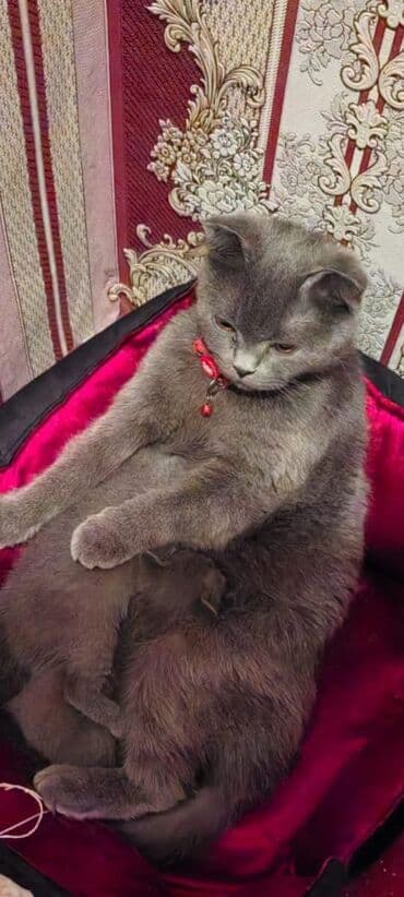 где можно купить котенка: Şotland yastı qulaq, Dişi, Yaxşı əllərə, Ünvandan götürmə, Ödənişli çatdırılma — 6