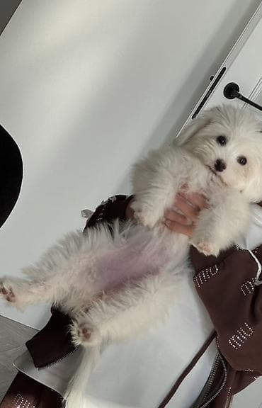 maltipo f1: Maltipoo balası – ağ tüklü, kiçik ölçülü, ev şəraitinə tam uyğun zərif — 4