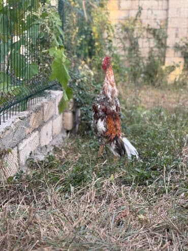 Коровы, быки: Петух, Heyrati, лет: <1, Самовывоз — 7