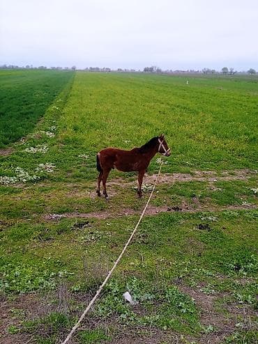 cins at: Gənc at – kənd təsərrüfatı və gəzinti üçün - Növ: at (qəhvəyi rəng — 2