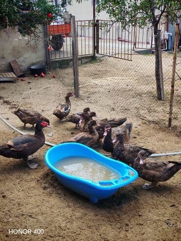 dana qiyməti siyəzən: Salam Aleykum Gördüyüvüz Krasnadarların (qırmızı öküz) hamısıni — 3