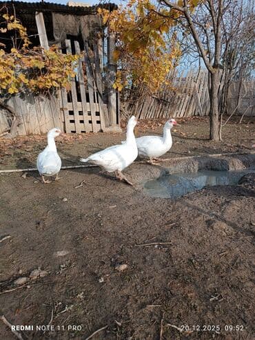 sabuncu toyuq bazari 2023: 10 dənə (6 dişi, 4 erkək) 7 aylig lal ördəklər Sağlamdırlar bağ — 1