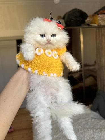 pışık: Şinşilla — 3