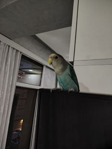 попугай жако купить в баку: Попугаи — 4