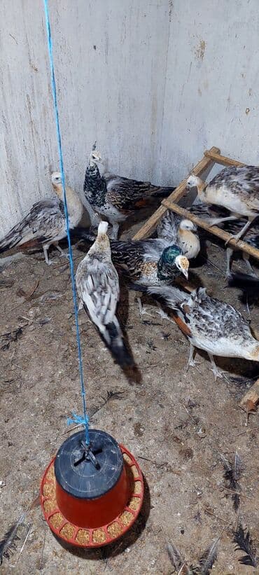 arpa toxumu satışı: Məhsul: Paun cücələri (tovuz quşu balaları) Təsvir: - Şəkillərdə — 1