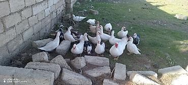 Quşlar: Erkək, | Lal ördək, Ətlik — 3