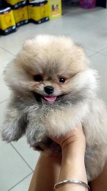 Məhsul: Pomeranian (Spitz) balaları Təsvir: - Mini ölçülü, super lalafo.az -da Məhsul: Pomeranian (Spitz) balaları Təsvir: - Mini ölçülü, super