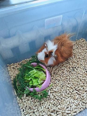 Heyvan paroda heyvandı ( Shiba Ginepig ) təki 150 azn sağlamlığına və — 3