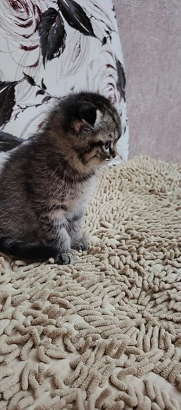 cao cao sobaka: Şotland — 3