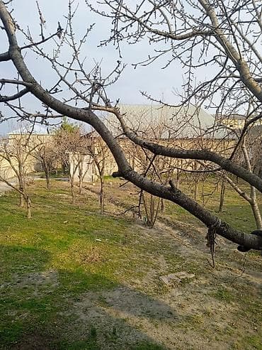 Mənzillər: 10 sot, Kənd təsərrüfatı, Mülkiyyətçi, Kupça (Çıxarış) — 8