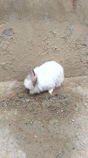 dovsanlar: Dişi dovşan. 8ayliq. endirim yoxdur — 2