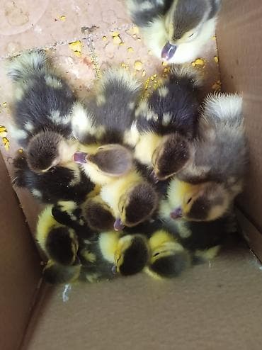 Erkək, | Lal ördək, Ətlik, Ödənişli çatdırılma