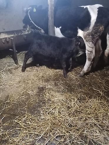 1 ci qarna dügedi mayalama anqus balsi vardı temiz ivanofqadi üvan