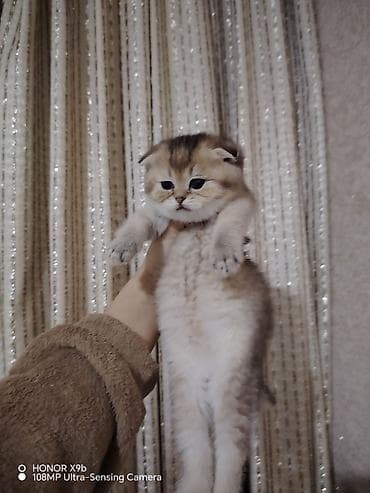 pişik tualet: Şotland yastı qulaq, Dişi, Yaxşı əllərə, Ödənişli çatdırılma — 7