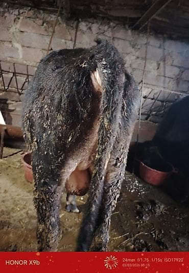 Akvariumlar: Saxlamağa gedən erkək dana satılır buzov danasıdı yaşı olmayıb 2-3 — 1