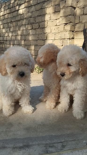 Кошки: Пудель — 2