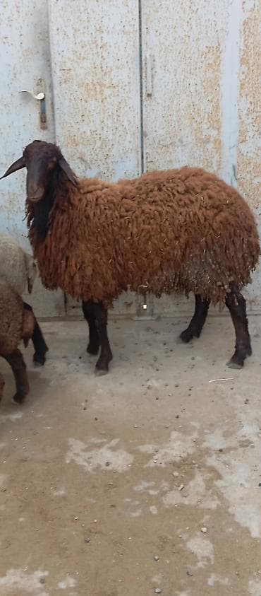 qoyun barter: Salam ünvan Bakıin maştağa kendi obşi 5 baş heyvanlar 1 baş qoç 2 — 7