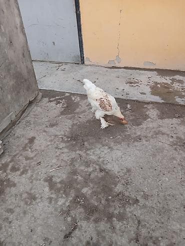 setter it cinsi: Satılır: lələkli ayaqlı yerli toyuq-xoruzlar (Brahma tipli) — 3