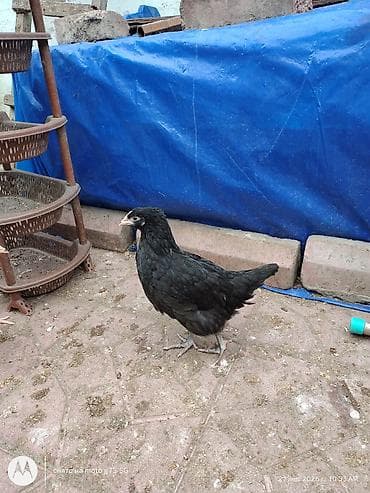 Toyuq, Australorp, Damazlıq, Ünvandan götürmə