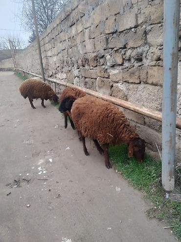 Qoyun sürüsü – yerli cins, qəhvəyi tük rəngi - Məhsul: Qoyunlar (bir lalafo.az -da Qoyun sürüsü – yerli cins, qəhvəyi tük rəngi - Məhsul: Qoyunlar (bir