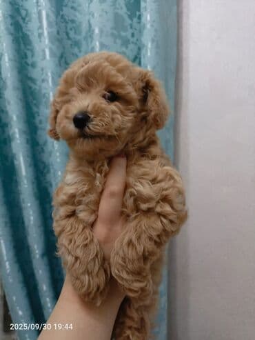 Pudel, 2 ay, Dişi lalafo.az -da Pudel, 2 ay, Dişi