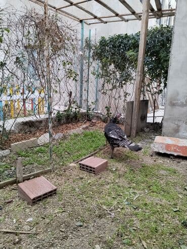 Toyuqlar: Hinduşka satilir.alti ayliqdi.yerlidi.saglamdir.unvan musviqabad — 2