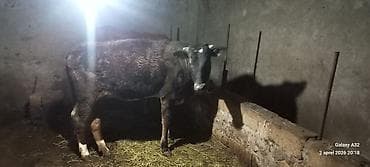 it tap az: Salam.Şəkildə görduyunuz dişi heyvan 1 il 1 aylıqdır.Təmiz əti 130 kq — 1