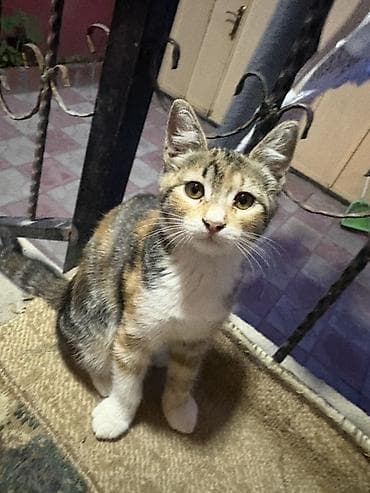 pisiylər: Yaxsi ellere sahiblendirilir
3ude disidi
3ayligdi — 1