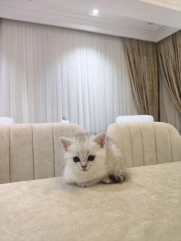 ağ pişik: Britan, Dişi, Ödənişli çatdırılma — 1