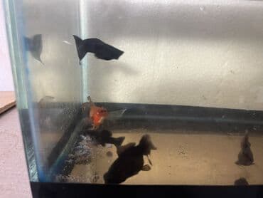 glofish balığı: Sülhsevər — 5