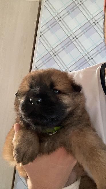 Çau-Çau, 2 ay, Dişi