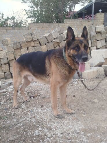 it darağı: Alman çoban iti, 2 il, Erkek, Peyvəndli — 7