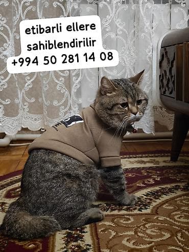 Tabbi, Yaxşı əllərə — 1