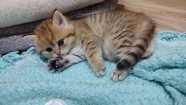 Qızıl şinşilla, Erkək, Yaxşı əllərə, Ünvandan götürmə