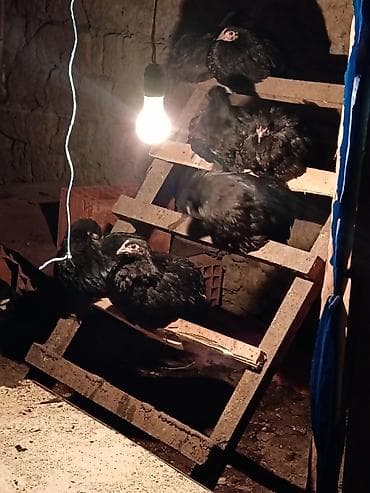 Toyuq cücələri, Ətlik