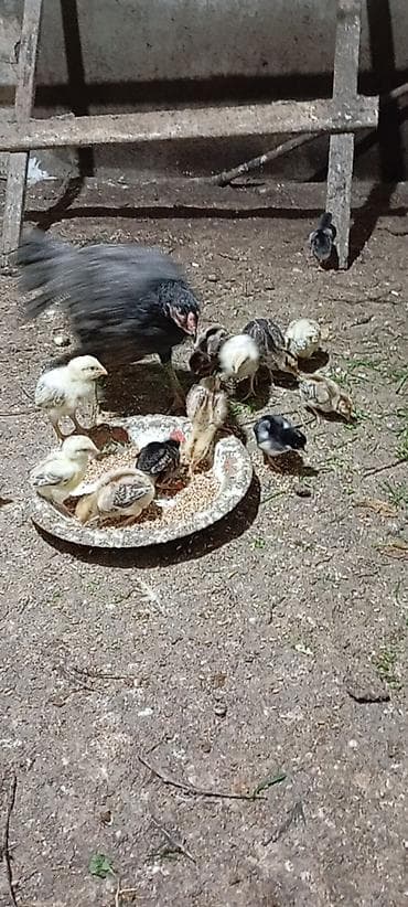 Yemlər: Heyrati pleymut cücələr satilir.15 günlükdülər.irak cinsi — 1