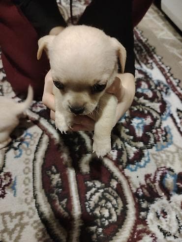 Heyvanlar üçün mallar: Çixuahua, Peyvəndli — 4