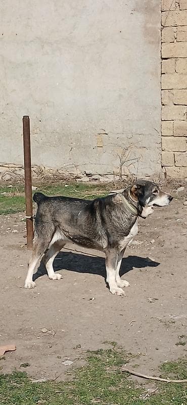 qız it adları: Qurdbasar, 2 il, Dişi — 4