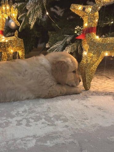 Heyvanlar üçün mallar: Retriever, 2 ay, Dişi, Sənədli, Ünvandan götürmə, Ödənişli çatdırılma — 10