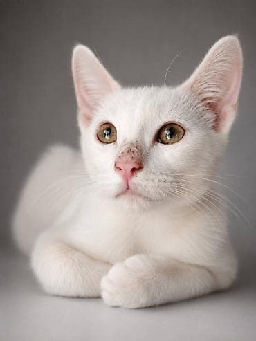 Домашний котенок, мальчик, 2 месяца, очень красивый, очень активнй и